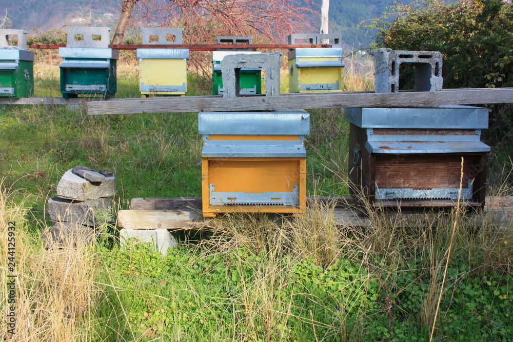 hive. hives. several rows of houses for bees of different colors in a garden hive. hives. several rows of houses for bees of different colors in a garden
