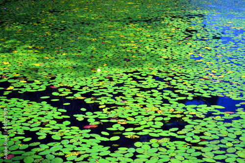 water lilies on pond