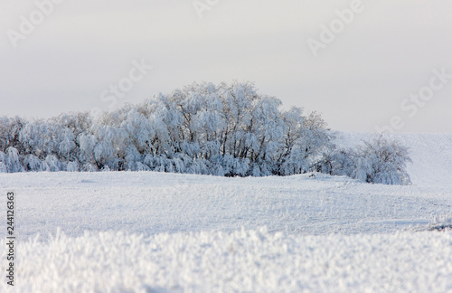 Winter Frost Saskatchewan © pictureguy32