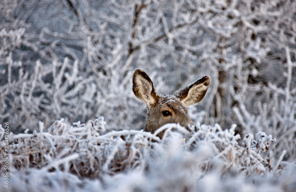 Winter Frost Saskatchewan Winter Frost Saskatchewan