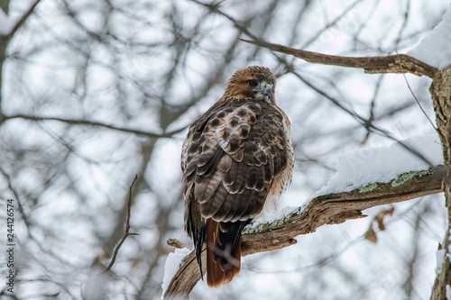 Red Tailed Hawk © aaron