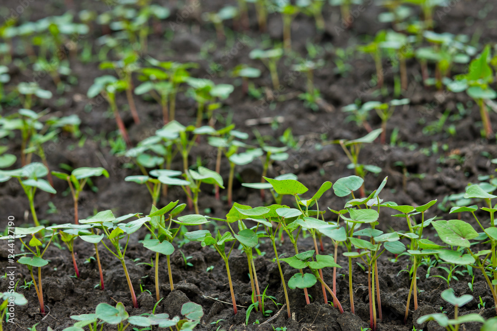 Field of sprout buckwheat on background of sky. Buckwheat, Fagopyrum esculentum, Japanese buckwheat and silverhull buckwheat on the field. Field of sprout buckwheat on background of sky. Buckwheat, Fagopyrum esculentum, Japanese buckwheat and silverhull buckwheat on the field.