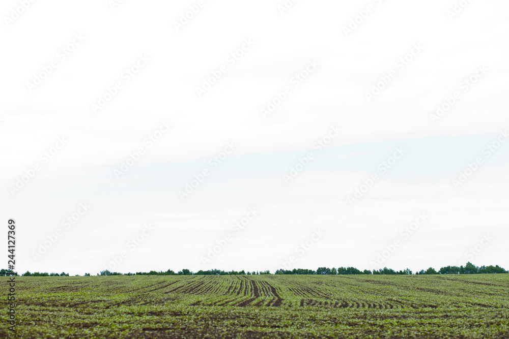 Obraz premium Field of sprout buckwheat on background of sky. Buckwheat, Fagopyrum esculentum, Japanese buckwheat and silverhull buckwheat on the field.