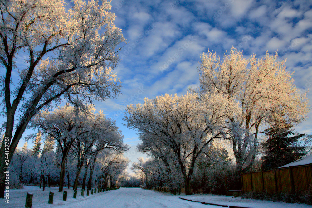 Fototapeta premium Winter Frost Saskatchewan