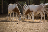 Scimitar Horned Oryx in zoo. Oryx dammah