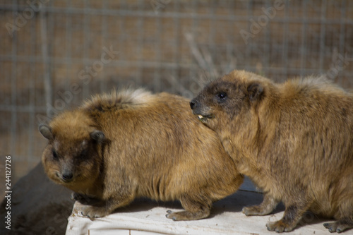 Rock Hyrax, Procavia capensis, South Africa. Rare interesting mammal from Africa. Wildlife scene from nature.