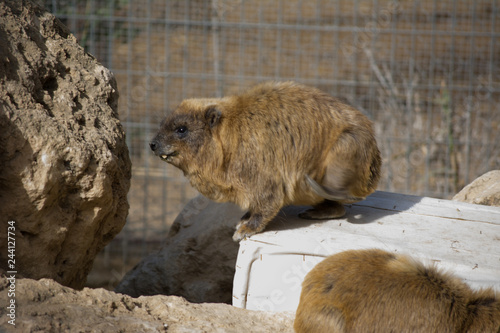 Rock Hyrax, Procavia capensis, South Africa. Rare interesting mammal from Africa. Wildlife scene from nature.