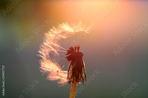 Fototapeta Naklejka Na Ścianę i Meble -  Common dandelion is very popular on every meadow.