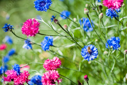 Tableau sur toile Bee on blue cornflower or bachelor's button, Centaurea cyanus, in garden of blue