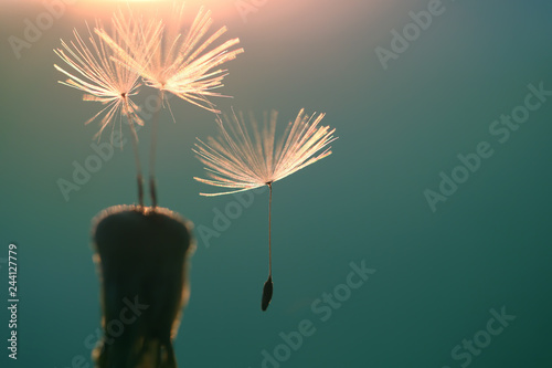 Fototapeta Naklejka Na Ścianę i Meble -  Common dandelion is very popular on every meadow.