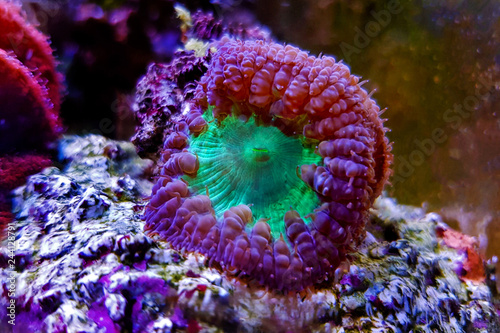 Blastomussa LPS colorful Coral - Blastomussa wellsi 