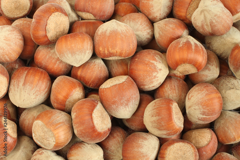 Heap of big hazelnuts in shells. Closeup Heap of big hazelnuts in shells. Closeup
