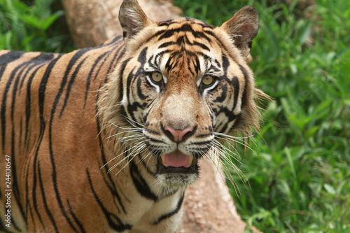 The face of a Sumatran tiger