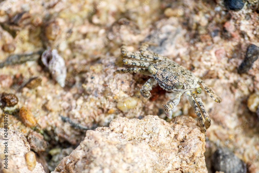 macro shot of a one crab on a stone on a Sunny day in the Caribbean sea