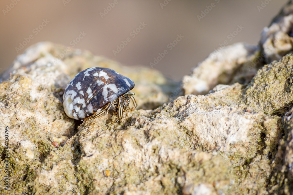 macro shot of a one hermit crab with a seashell on its back on a stone on a Sunny day in the Caribbean sea