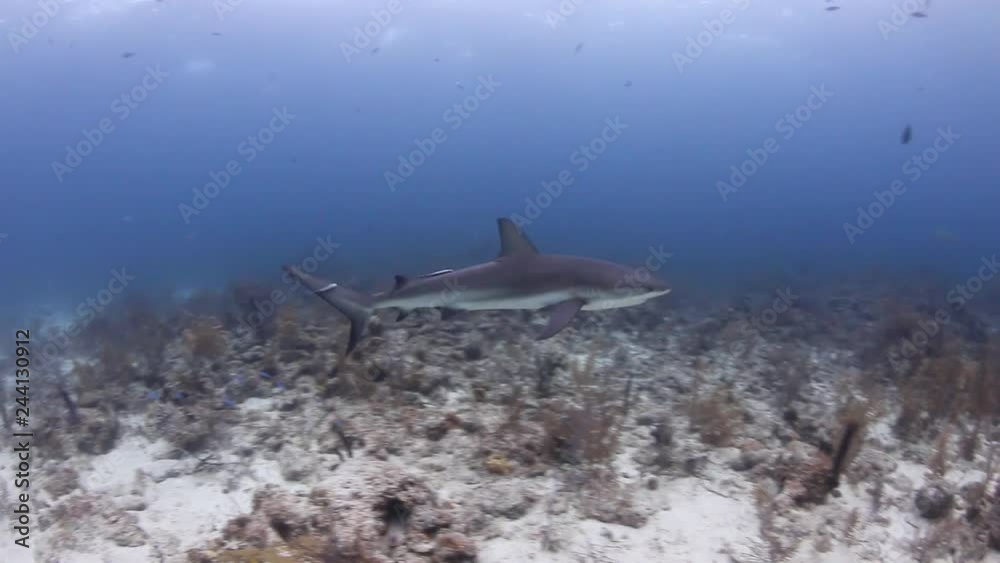 custom made wallpaper toronto digitalCaribbean Reef Sharks patrolling a dark tropical coral reef in the Bahamas