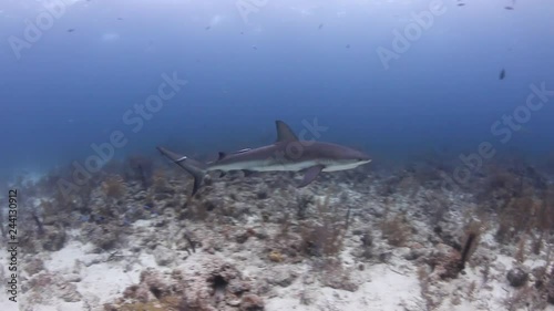 Wallpaper Mural Caribbean Reef Sharks patrolling a dark tropical coral reef in the Bahamas Torontodigital.ca