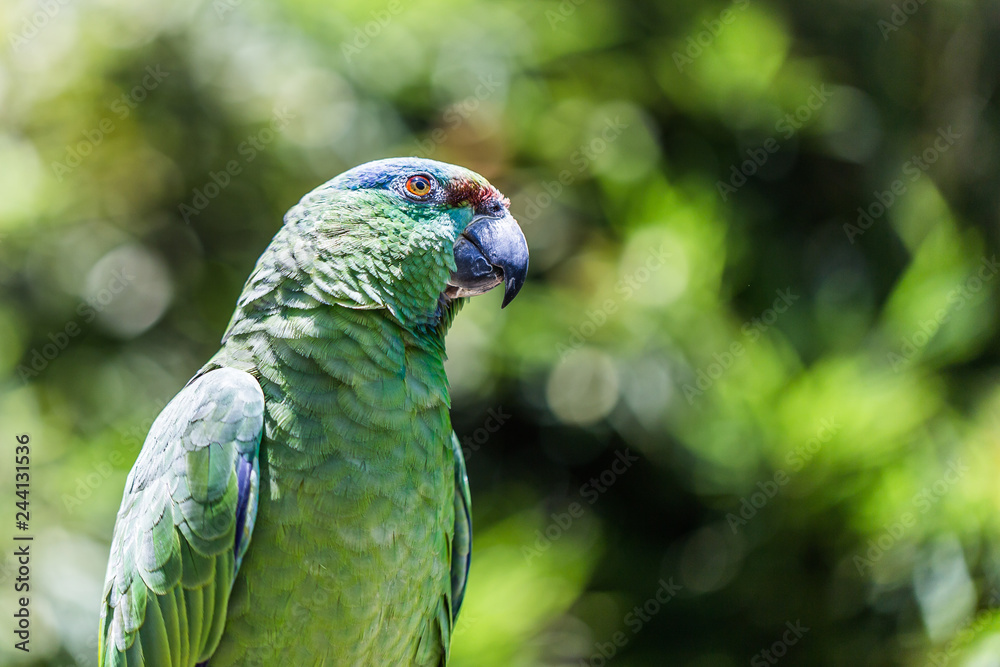 Fototapeta premium Parrot found in Brazilian forests, more precisely in the Midwest and South.