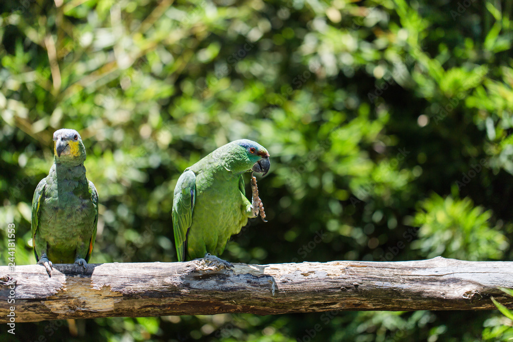 Obraz premium Parrot found in Brazilian forests, more precisely in the Midwest and South.