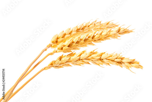 bunch of wheat ears dried whole grains isolated on a white background