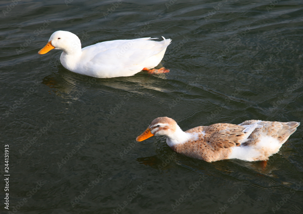 Red nose ducks swimming at lake 