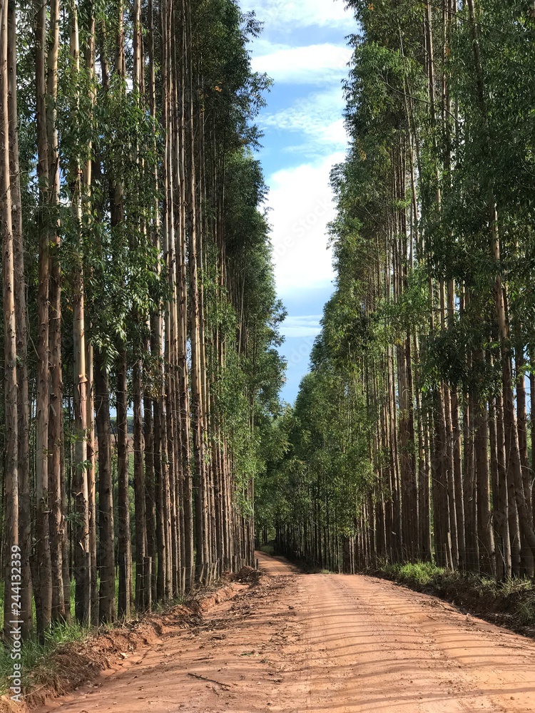 Fototapeta premium path in the forest