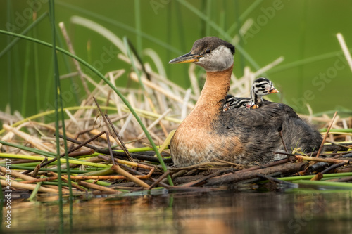 Red-necked Grebe on the Nest with Three Babies