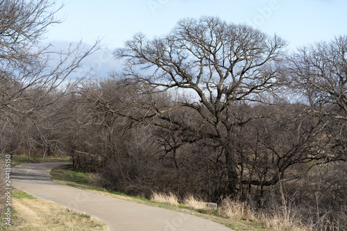 road in the forest