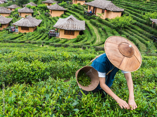 Mae Hong Son/ Thailand - June 23,2018 : Villager crop tea leaves in tea farm