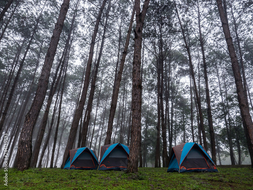 Tourist tents in forest