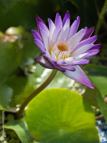 Purple and white water lily