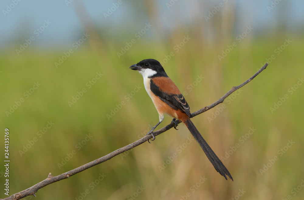 Long-tailed Shrike; Lanius schach , Beautiful bird in Thailand.