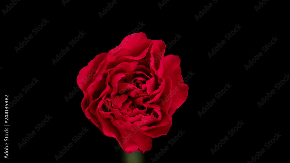 Fototapeta premium カーネーションの黒バック