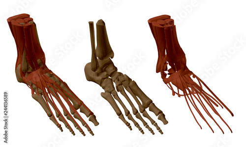 Human foot