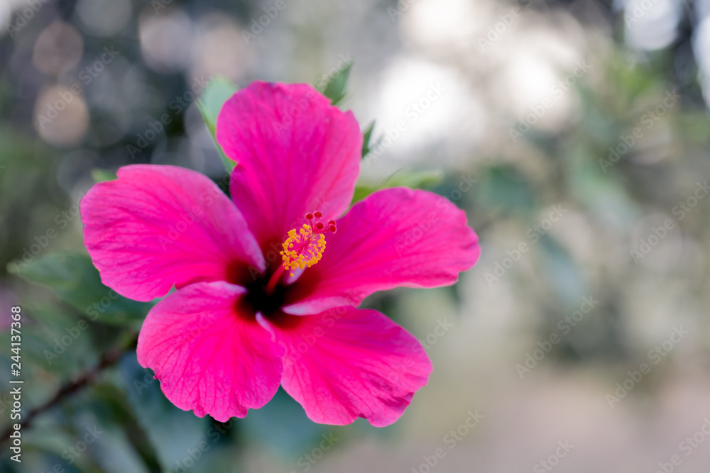 artistic shot of a pink hibiscus flower in Queensland Australia artistic shot of a pink hibiscus flower in Queensland Australia