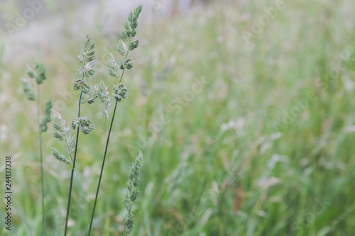 close up of grass stems in a field creating a natural background texture