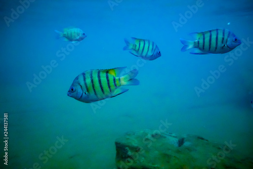 sergeant major fish swimming above a reef