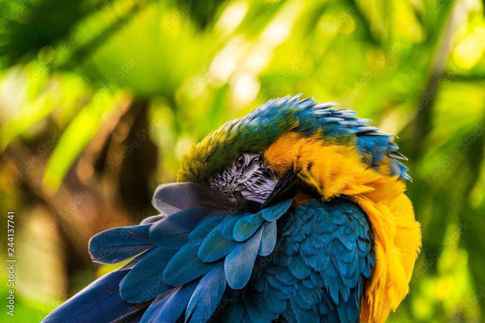Fototapeta premium parrot Exotic birds and animals in wildlife in natural setting.