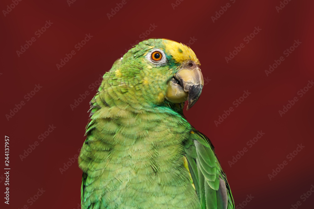parrot Exotic birds and animals in wildlife in natural setting.