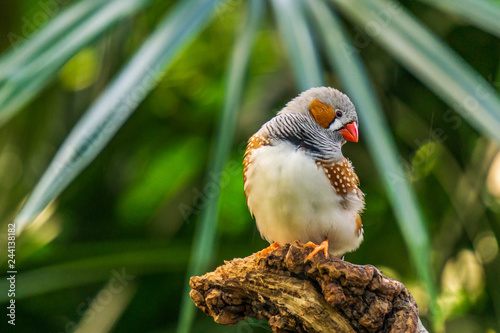 Photographie Zebra finch Exotic birds and animals in wildlife in natural setting