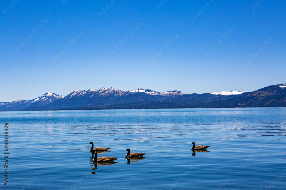Fototapeta premium Lake Tahoe