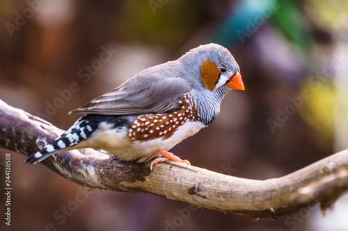 Canvas Print Zebra finch Exotic birds and animals in wildlife in natural setting
