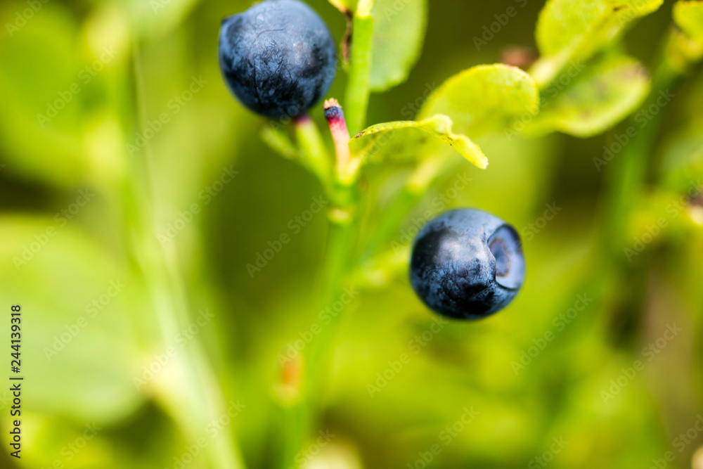 The ripe and fresh bluebarries on the branch The ripe and fresh bluebarries on the branch