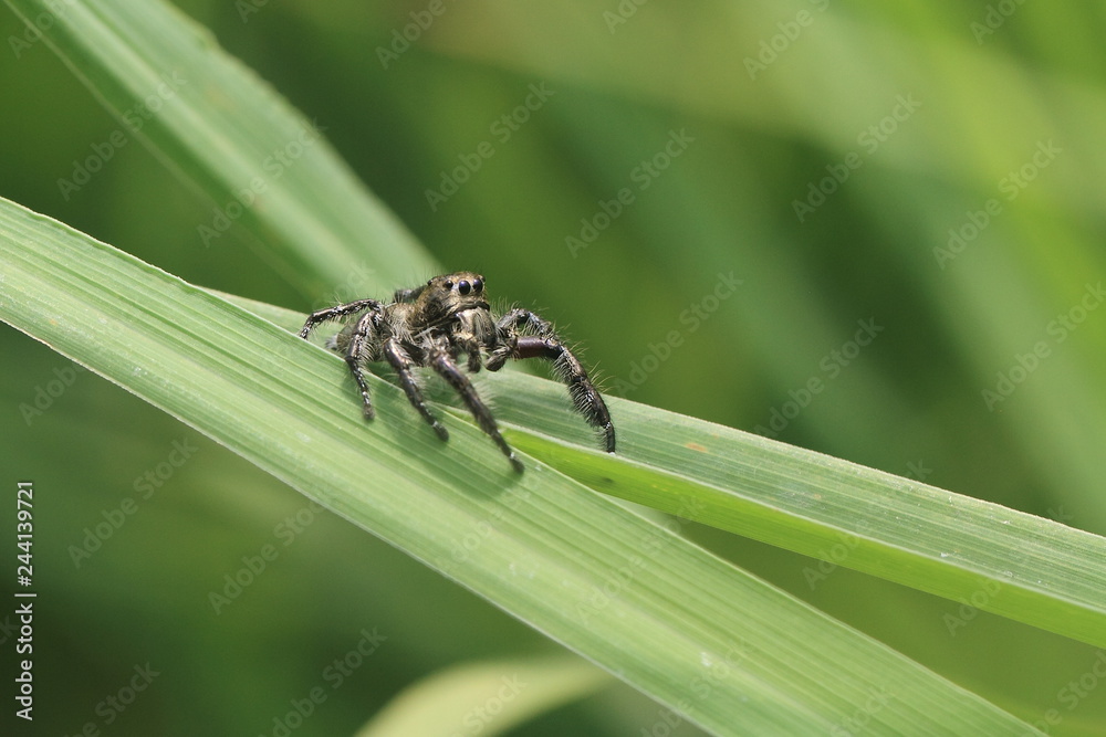 Fototapeta premium spider on grass
