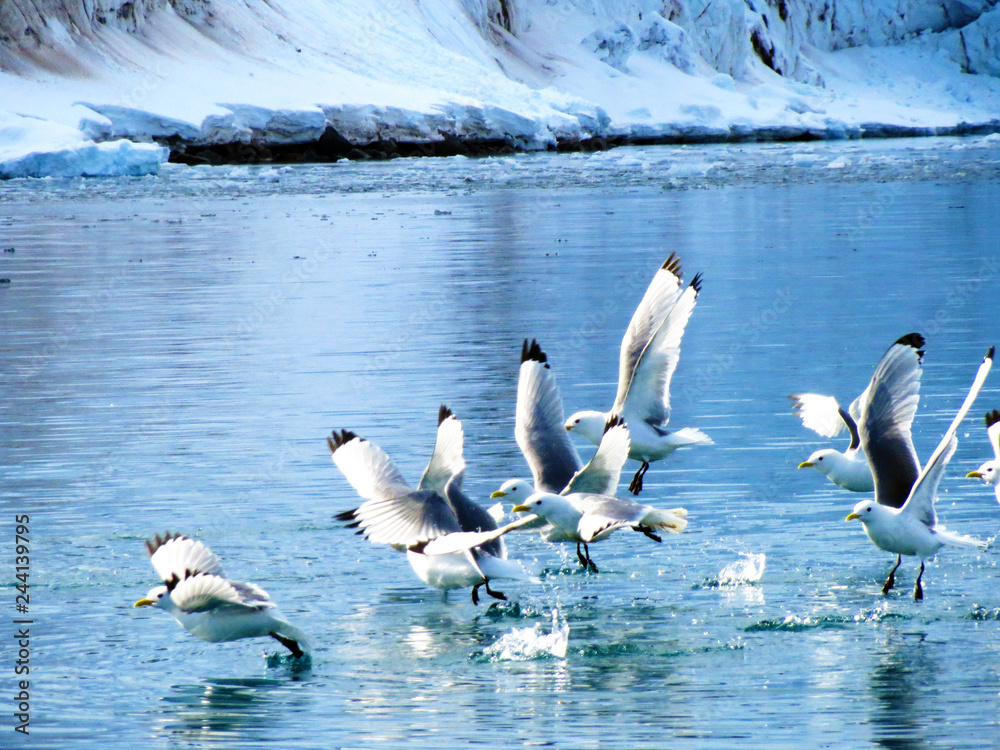 Arctic Birds in Flight