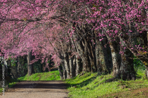 Fototapeta Naklejka Na Ścianę i Meble -  cherry blossoms in full bloom