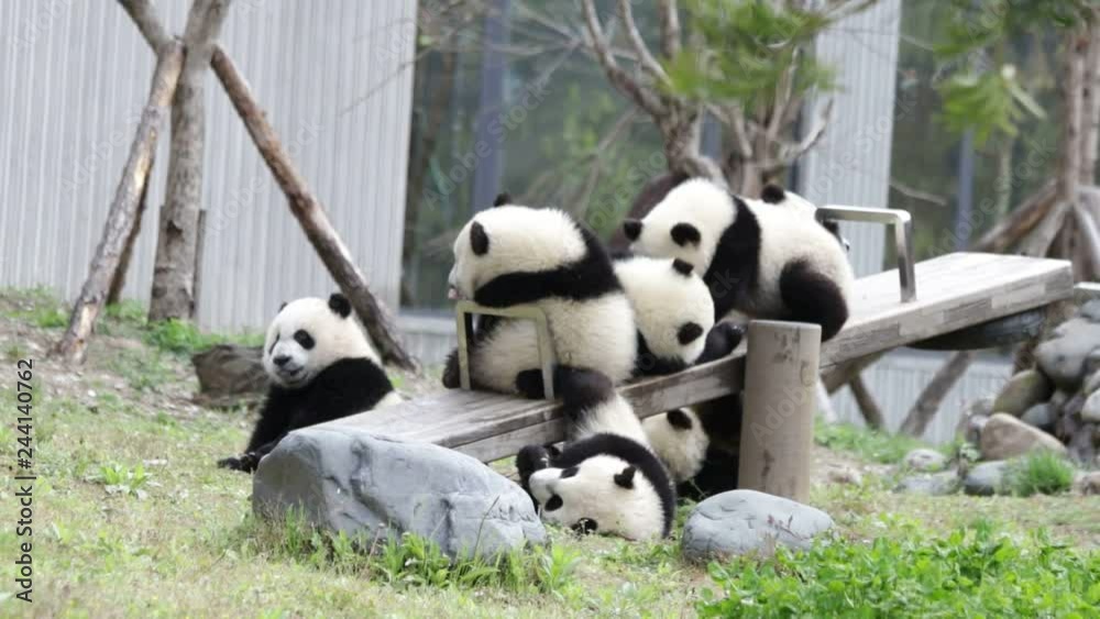 Little Panda Cubs are Having Fun with the See-Saw Board Enrichment, China Little Panda Cubs are Having Fun with the See-Saw Board Enrichment, China