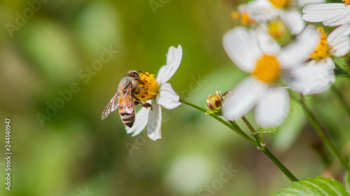 Bee on flower #2