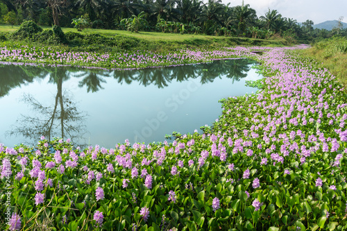 The water hyacinth in lake