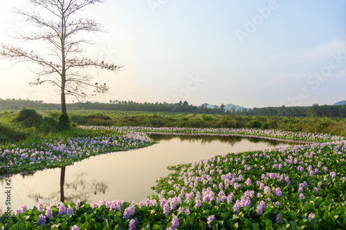The water hyacinth in lake in the evening